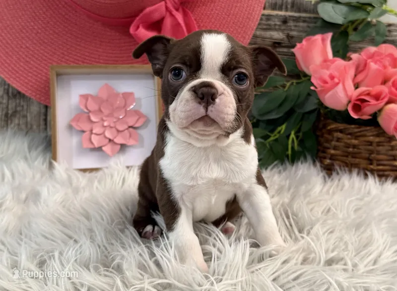 Jade – Boston Terrier puppy for sale in Shipshewana, IN