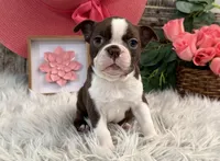 Jade, a female Boston Terrier for sale in Shipshewana, IN – Photo 1 of 6