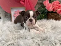 Jade, a female Boston Terrier for sale in Shipshewana, IN – Photo 4 of 6