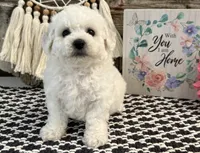 Worthy, a female Bichon Frise for sale in Shipshewana, IN – 2 of 6