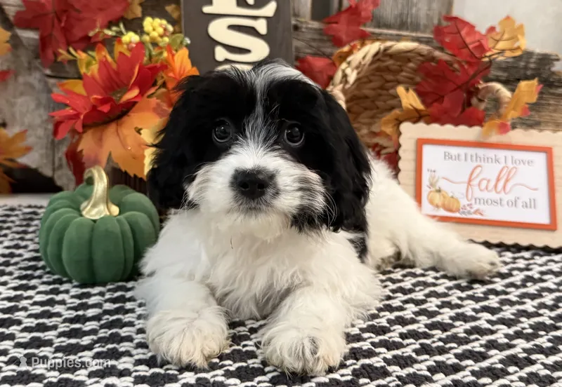 Nica – Bichon Frise, Cavalier King Charles Spaniel puppy for sale in Shipshewana, IN