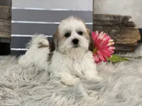 processed/4c77ce04-4a20-4d18-9609-4c5ac81fbcb1/listing/efbdb955-b5ca-4e33-9db0-a1efbc650e21/cde5701b-0e28-4ae7-a696-8a2b3c982ab1