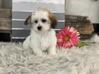 processed/4c77ce04-4a20-4d18-9609-4c5ac81fbcb1/listing/efbdb955-b5ca-4e33-9db0-a1efbc650e21/d419c3d6-5835-4235-9c8b-94affcaa6e5c