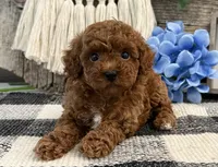 Buckley, a male Poodle - Toy  for sale in Shipshewana, IN – 2 of 6
