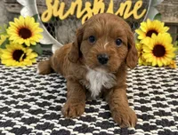 Penn, a male Cavalier King Charles Spaniel and Poodle - Toy  for sale in Shipshewana, IN – 3 of 5