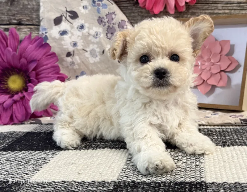 Gracie – Bichon Frise, Poodle - Toy  puppy for sale in Shipshewana, IN