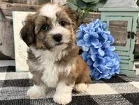 Fletcher, a male Havanese for sale in Shipshewana, IN – 3 of 6