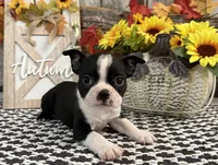 Petra, a female Boston Terrier for sale in Shipshewana, IN – 2 of 7