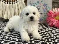 Worthy, a female Bichon Frise for sale in Shipshewana, IN – 4 of 6