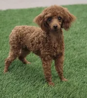 Emerald, a female Bichon Frise and Poodle - Toy  for sale in Shipshewana, IN – 5 of 6