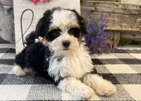Holly, a female Havanese for sale in Shipshewana, IN – 3 of 6