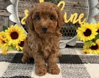 Bolt, a male Poodle - Toy  for sale in Shipshewana, IN – 2 of 6