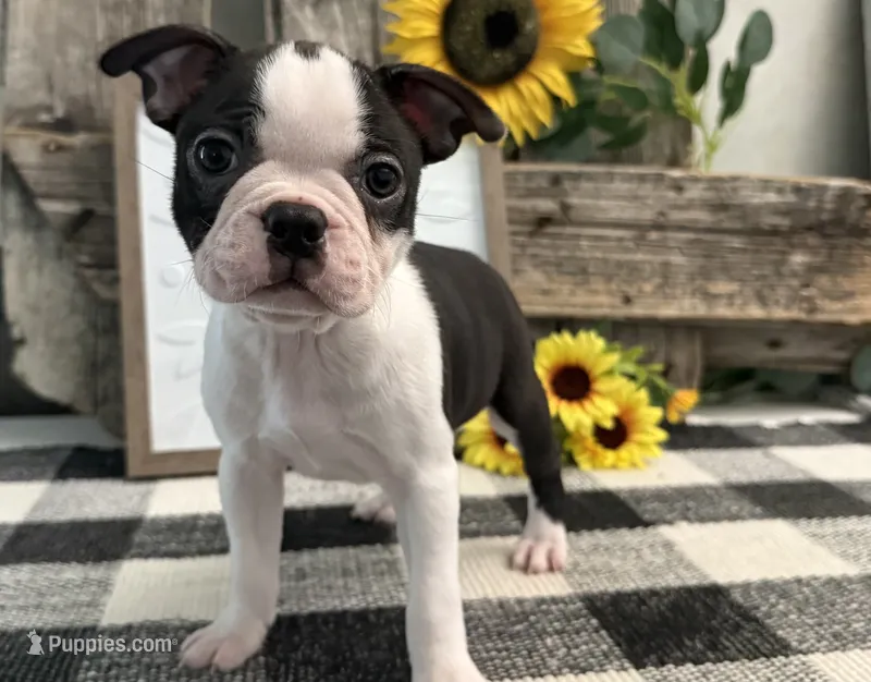 Arabella – Boston Terrier puppy for sale in Shipshewana, IN
