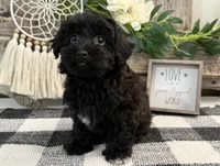 Bryce, a male Havanese and Poodle - Miniature  for sale in Shipshewana, IN – 4 of 6