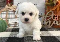 Dakota, a female Bichon Frise for sale in Shipshewana, IN – 3 of 6