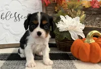 Julian, a male Cavalier King Charles Spaniel for sale in Shipshewana, IN – 3 of 6