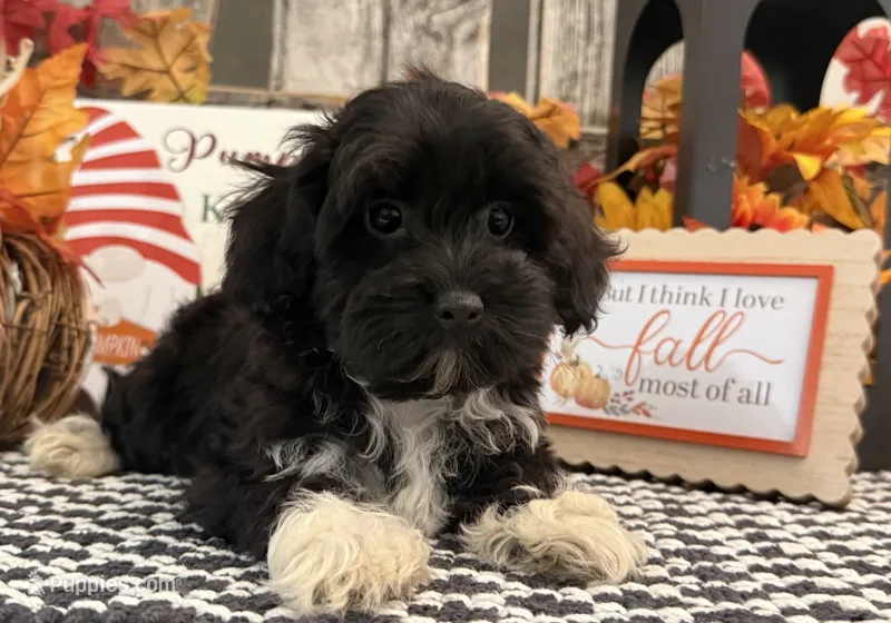 Lando – Havanese, Poodle - Toy  puppy for sale in Shipshewana, IN