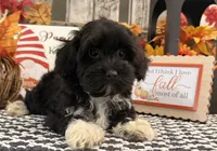 Lando, a male Havanese and Poodle - Toy  for sale in Shipshewana, IN – 1 of 6