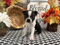 Precious, a female Boston Terrier for sale in Shipshewana, IN – 2 of 6