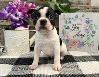 O'Hara, a female Boston Terrier for sale in Shipshewana, IN – 2 of 8