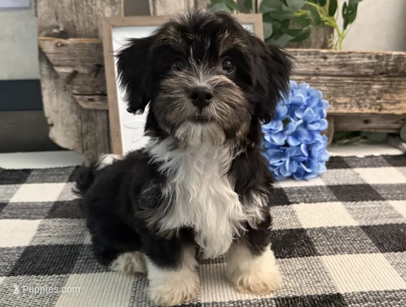 Rio – Havanese puppy for sale in Shipshewana, IN