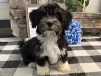 Rio, a male Havanese for sale in Shipshewana, IN – 1 of 7