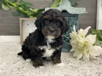 processed/4c77ce04-4a20-4d18-9609-4c5ac81fbcb1/listing/f4b1270f-f0e9-4735-9903-2157bd19a5d2/8231a7cb-1f40-4bb3-b94b-e26ff4d179ac