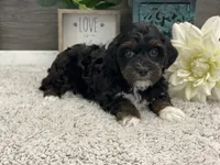 processed/4c77ce04-4a20-4d18-9609-4c5ac81fbcb1/listing/f4b1270f-f0e9-4735-9903-2157bd19a5d2/cf62b2aa-86d7-48c2-b94a-a142703dc32d