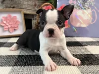 Arabella, a female Boston Terrier for sale in Shipshewana, IN – 3 of 6