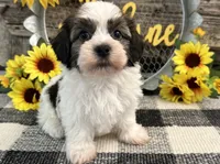 Remington, a male Havanese for sale in Shipshewana, IN – 3 of 6