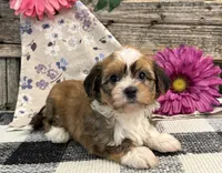 Haelynn, a female Havanese for sale in Shipshewana, IN – 2 of 6