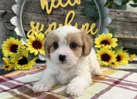 Norse, a male Bichon Frise and Cavalier King Charles Spaniel for sale in Shipshewana, IN – 2 of 6