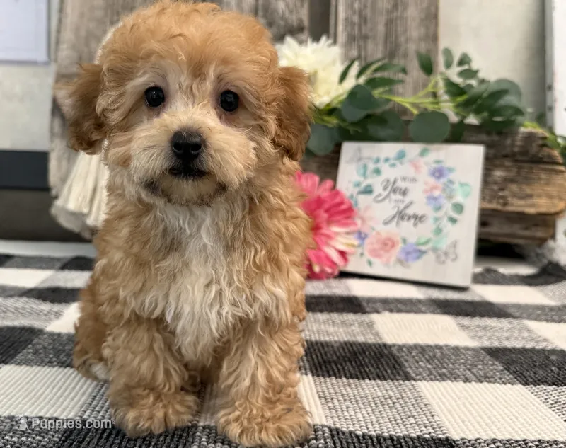 Burgundy – Havanese, Poodle - Miniature  puppy for sale in Shipshewana, IN