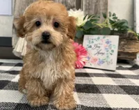 Burgundy, a female Havanese and Poodle - Miniature  for sale in Shipshewana, IN – 1 of 7