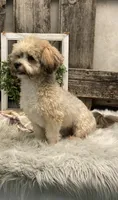 Felicity, a female Havanese for sale in Shipshewana, IN – 5 of 6