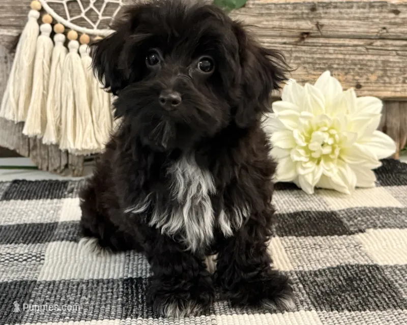Bronson – Havanese, Poodle - Miniature  puppy for sale in Shipshewana, IN