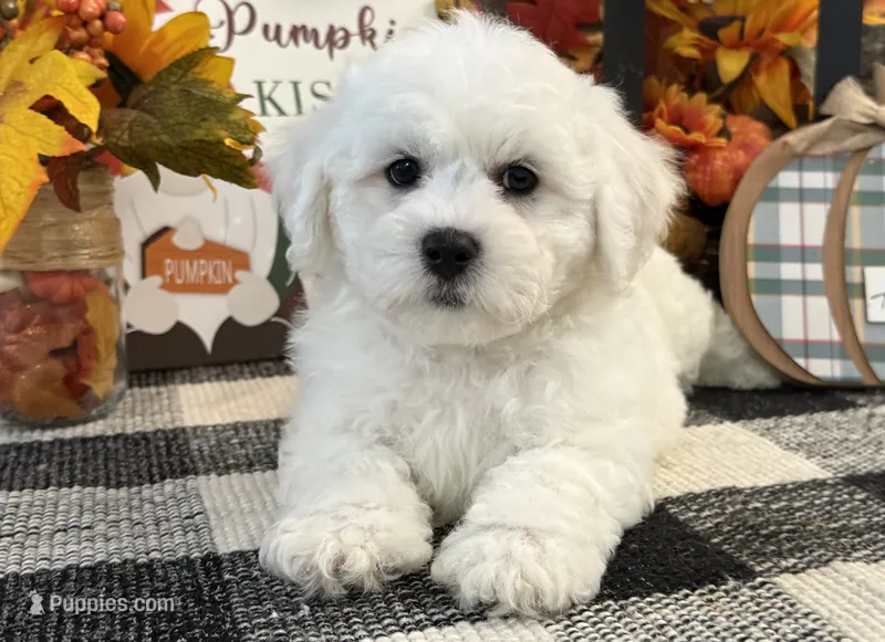 Denim – Bichon Frise puppy for sale in Shipshewana, IN