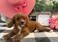 Nevada, a female Cavalier King Charles Spaniel and Poodle - Miniature  for sale in Shipshewana, IN – 3 of 6