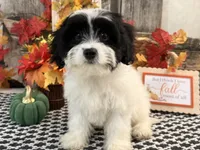Niles, a male Cavachon for sale in Shipshewana, IN – 3 of 6