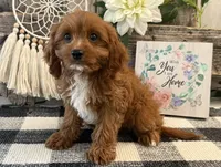 Penn, a male Cavalier King Charles Spaniel and Poodle - Toy  for sale in Shipshewana, IN – 3 of 6