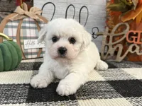 Dakota, a female Bichon Frise for sale in Shipshewana, IN – 1 of 6