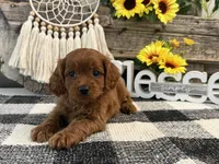 Kullin, a male Cavalier King Charles Spaniel and Poodle - Toy  for sale in Shipshewana, IN – 2 of 6