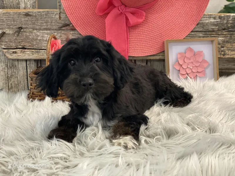 Piper – Havapoo puppy for sale in Shipshewana, IN