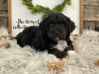 processed/4c77ce04-4a20-4d18-9609-4c5ac81fbcb1/listing/f76e22d9-fb9f-4e99-abd6-c6d0e4c6e23f/93c55863-1d58-45df-9422-d546a73cb99f