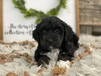 processed/4c77ce04-4a20-4d18-9609-4c5ac81fbcb1/listing/f76e22d9-fb9f-4e99-abd6-c6d0e4c6e23f/f2352de8-350d-490f-9e20-69a046892947