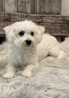 Norse, a male Bichon Frise and Cavalier King Charles Spaniel for sale in Shipshewana, IN – 6 of 6