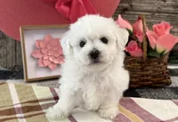 Twila, a male Bichon Frise for sale in Shipshewana, IN – 1 of 6