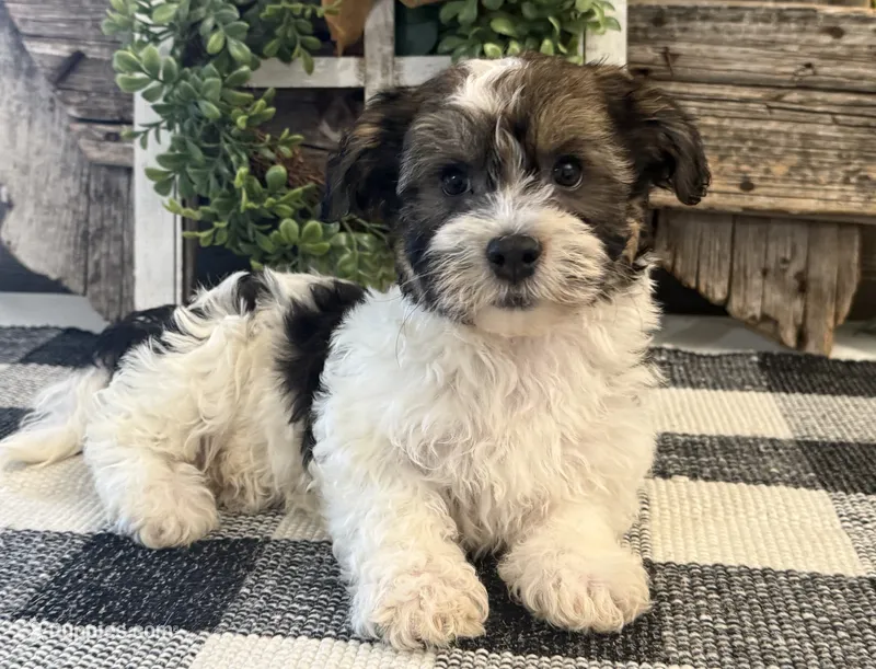 Howell – Havanese puppy for sale in Shipshewana, IN