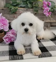 Veda, a female Bichon Frise and Poodle - Toy  for sale in Shipshewana, IN – 6 of 6