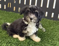 Rio, a male Havanese for sale in Shipshewana, IN – 3 of 7
